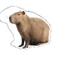 lucassantosms lucassantos lucassantos2024 lucassantos20000 lucas2024 Sticker