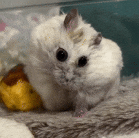 Scratching Big Eyes GIF