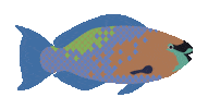 Parrotfish Sticker by Blue Marine Foundation