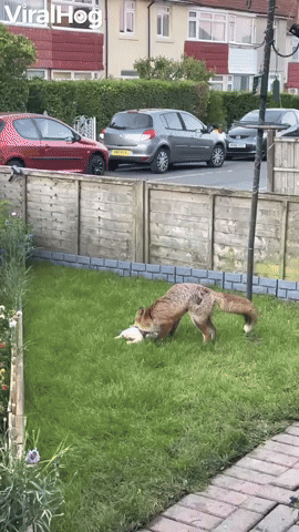 Lucky Fox Given Entire Chicken to Feed His Family