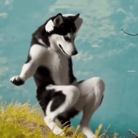 Dog Dance GIF