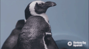 african penguin bird GIF by Monterey Bay Aquarium