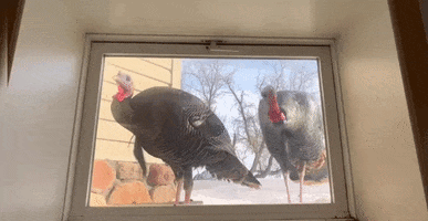 Funny Animals Turkeys GIF by Storyful