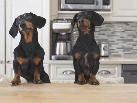 Crusoegifs giphyupload hot cocoa dachshunds cute dachshunds GIF