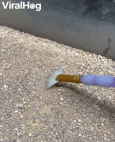 Six Eyed Sand Spider Vs Paintbrush