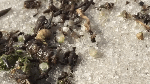 larryniles giphygifmaker horseshoe crabs delaware bay GIF