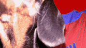 OfficialShots dog craig tanner aldershottown GIF