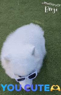 Paco Honden GIF