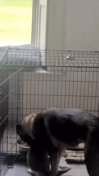 German Shepherd Can't Stop Cat Stealing Its Food