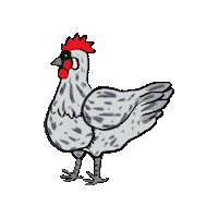 Farming Chickens Sticker