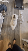 GIF by ViralHog
