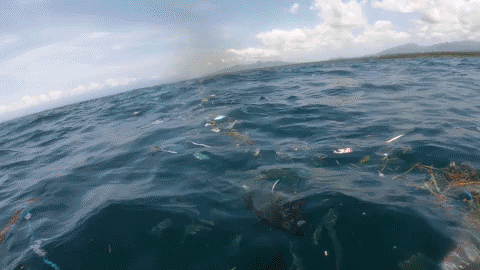 Earth Day GIF by 4ocean