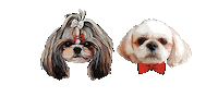 Dog Clothes Sticker