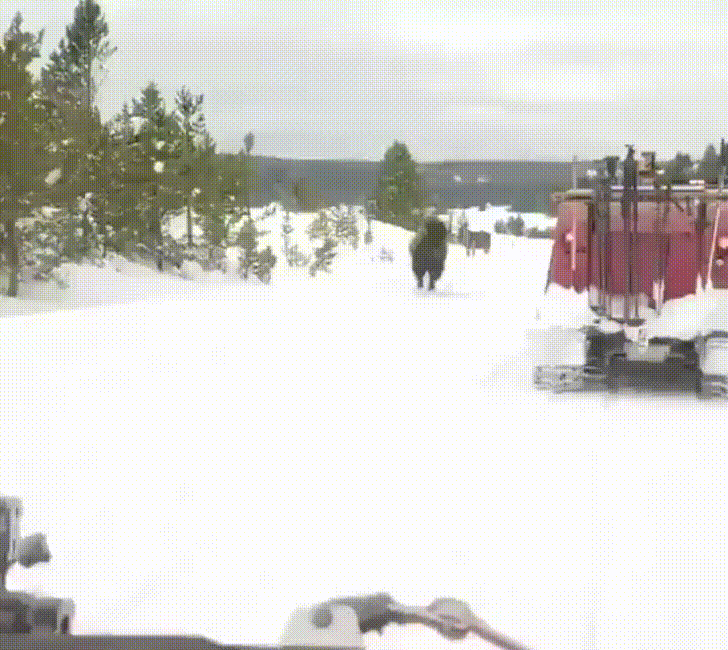 snow yellowstone GIF