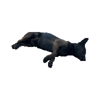 DigitalCounselNYC desertdreamscape farahalqasimi digitalcommission Sticker