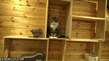 cat spinning GIF by Cheezburger