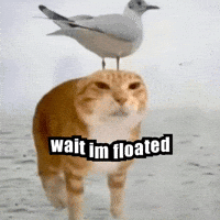 nathanyearout cat flying im floated cat seagull wait im floated GIF