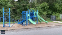 Mama Bear and Cub Enjoy Slides at School Playground in North Carolina