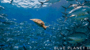 bbc one sea GIF by BBC