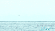 bbc one oceans GIF by BBC