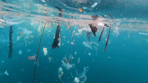 Earth Day GIF by 4ocean