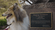 texas am tamu GIF by The College of Education & Human Development at Texas A&M University