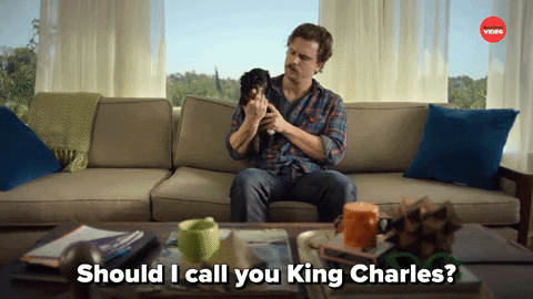 Best Friends Dog GIF by BuzzFeed