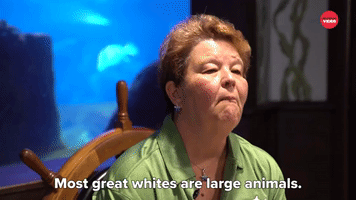 Great Whites Are Large Animals