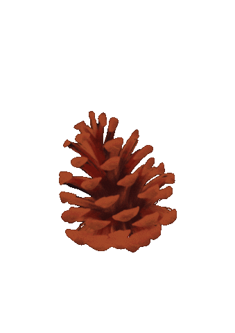 Fall Pine Sticker