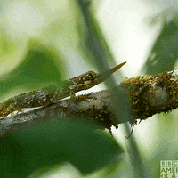 South America Wildlife GIF by BBC America