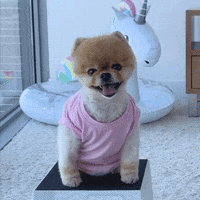 Dog Wave GIF by Jiffpom
