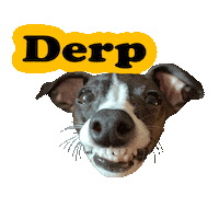 iggyadelaide dog smile teeth derp Sticker