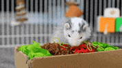Ferret GIF by Oxbow Animal Health