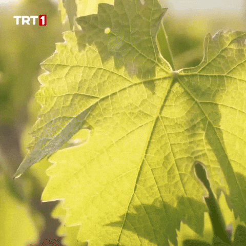 Leaf Vine GIF by TRT