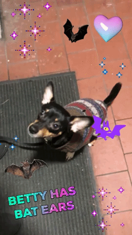dog betty GIF