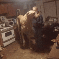 Big Dog Puppy GIF by Respective