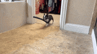 Puppy Thief Steals All the Things