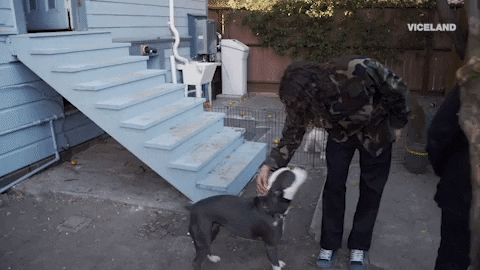 good boy dog GIF by KING OF THE ROAD
