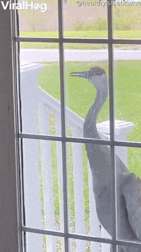 Persistent Sandhill Crane Comes Knocking