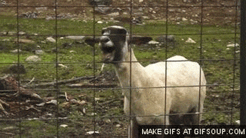 goat screaming GIF
