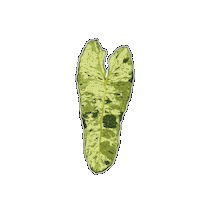 Plant Sticker by Hankō