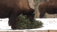 Zoo Animals Play With Repurposed Christmas Trees