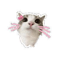 Cat Love Sticker
