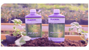 Bio Grow GIF by Plagron
