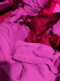 KantoLegend_ reaction dog puppy doggo GIF