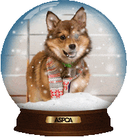 dog snow Sticker by ASPCA