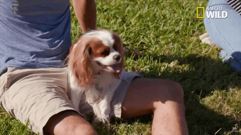 pupparazzi puppy potty face GIF by Nat Geo Wild