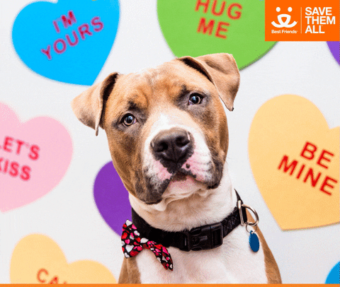 Valentines Day Love GIF by Best Friends Animal Society