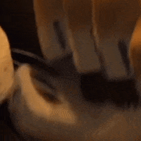 Мадагаскарстс GIF by tv_ctc