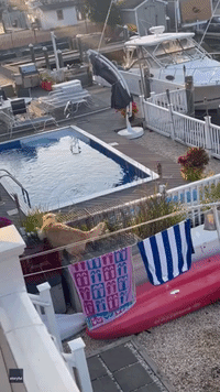 Mission 'Impawssible': Stealthy Retriever Hops Fence to Swim in Neighbors' Pool